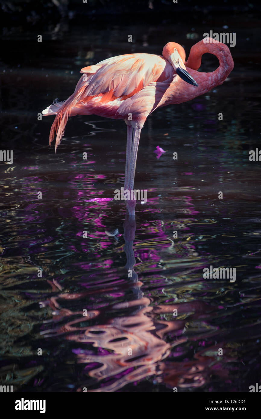 Un flamant rose (Phoenicopterus roseus) debout dans une piscine et de toilettage lui-même, éclairé sur fond sombre et refléter dans l'eau Banque D'Images