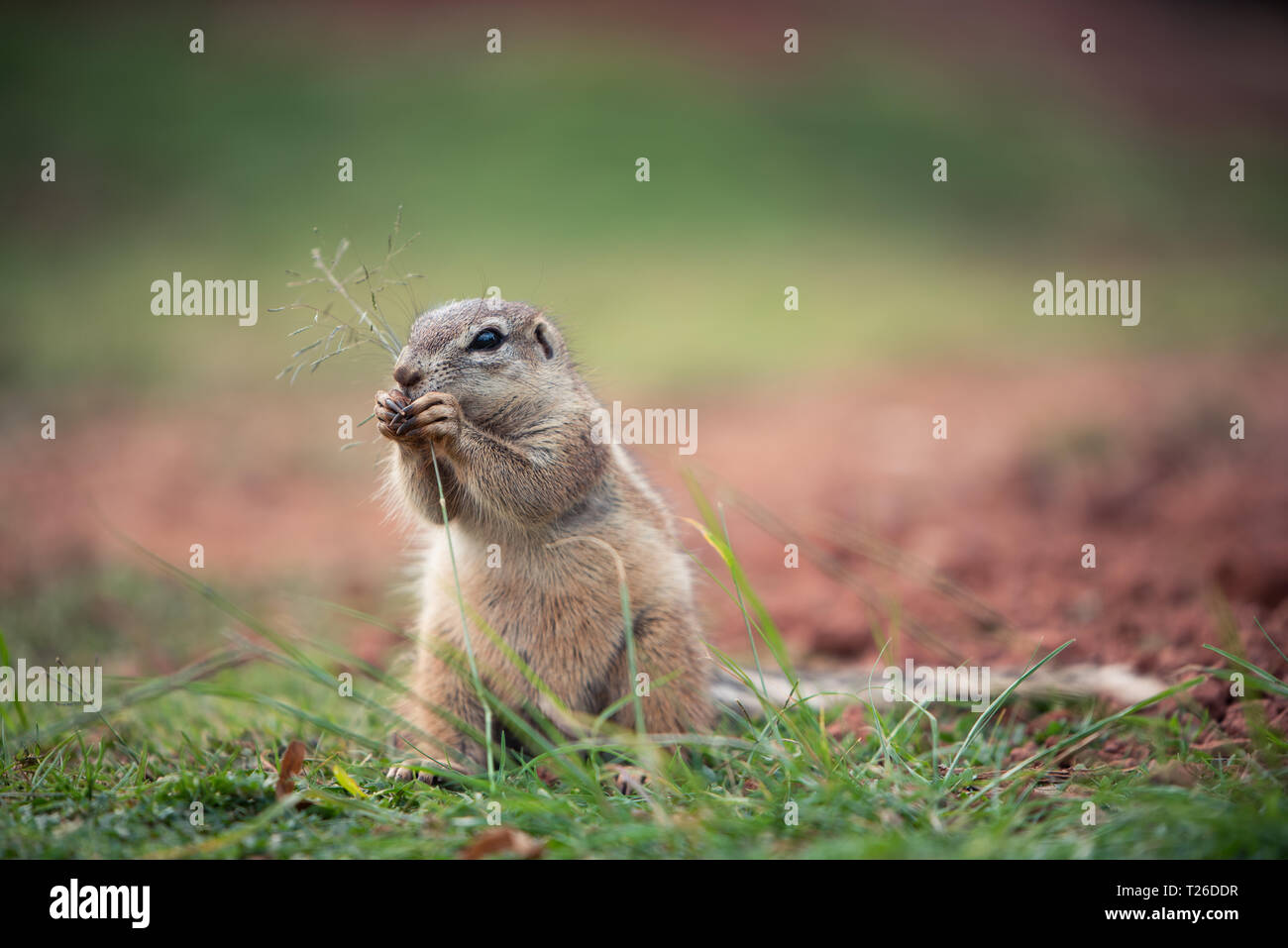 Un Africain (Ha83 Sciuridae) assis dans une position droite et grignoter un brin d'herbe, Afrique du Sud Banque D'Images