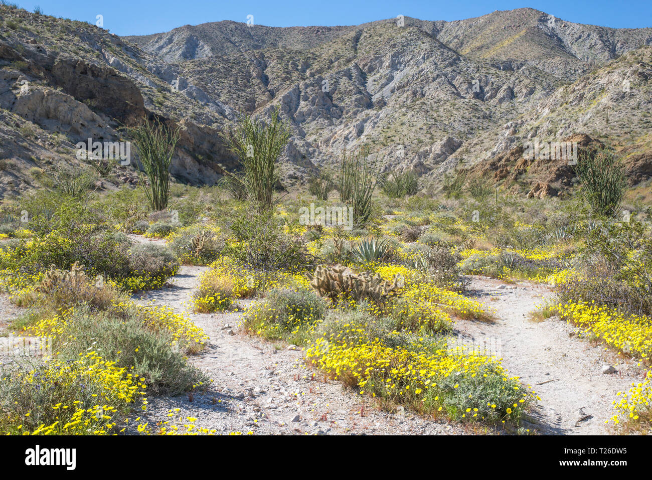 Paysage désertique au parc d'état d'Anza-Borrego. Le sud de la Californie, USA. Banque D'Images