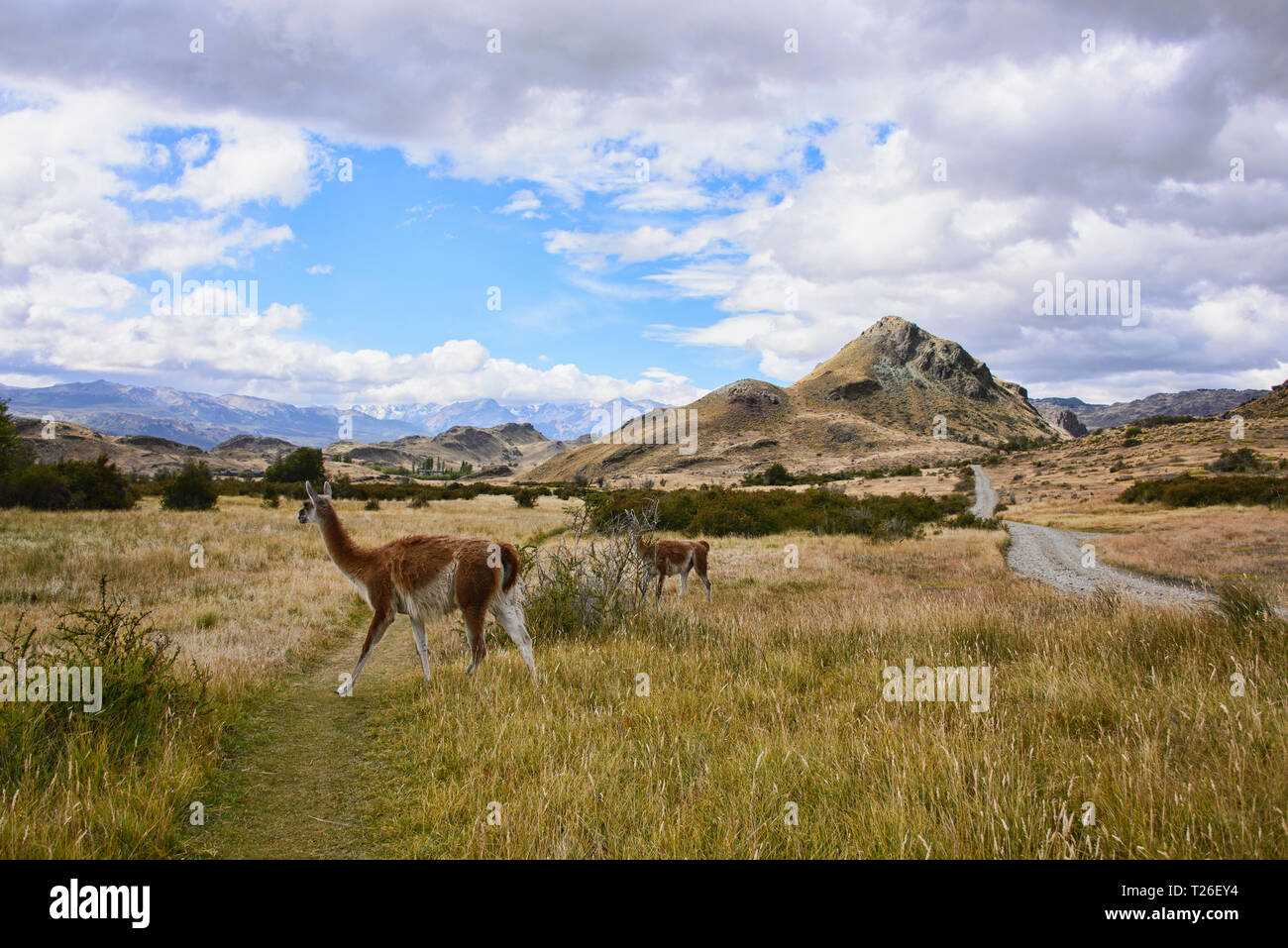 Guanacos sauvages de la Patagonie, le Parc National d'Aysen, en Patagonie, au Chili Banque D'Images