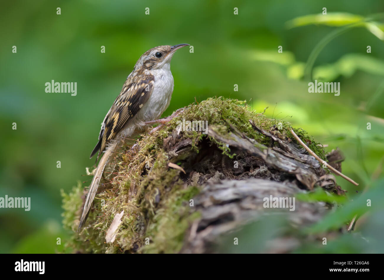 Bruant eurasien assis sur une souche moussue Banque D'Images