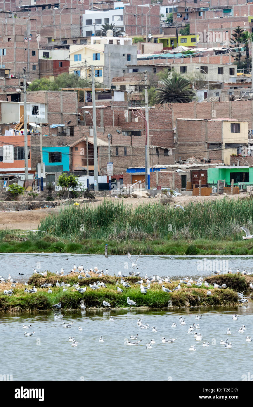 Los Pantanos de Villa Wildlife Refuge,oiseaux aquatique,Lima, Pérou.Invasion de la zone réservée par les humains. Banque D'Images