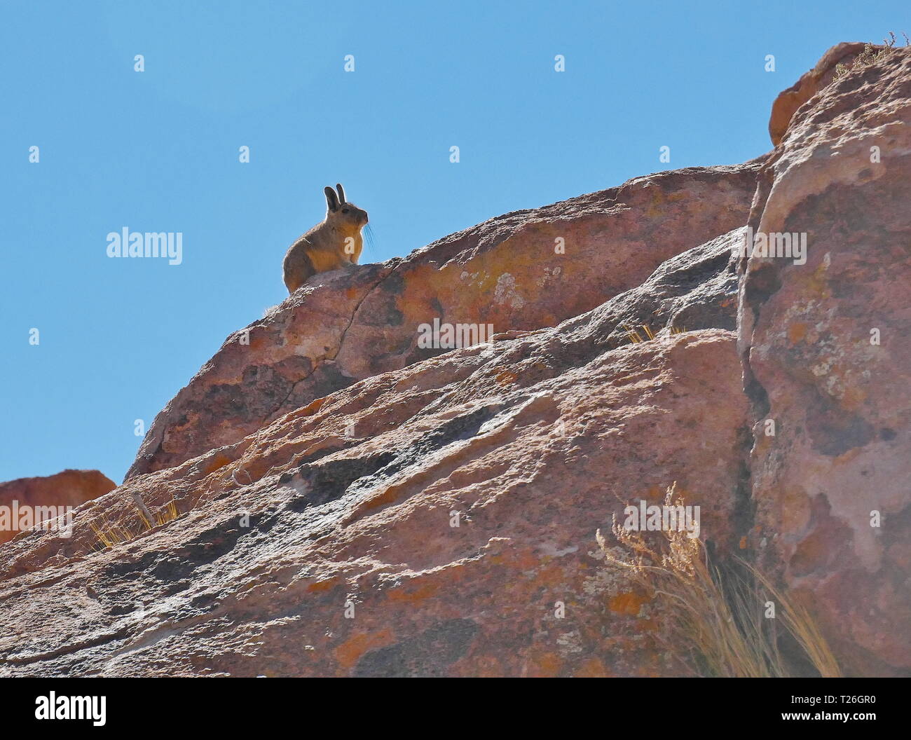 La viscache, mammifère typique de la Cordillère des Andes. De l'altiplano andin Bolivie, Amérique du Sud Banque D'Images