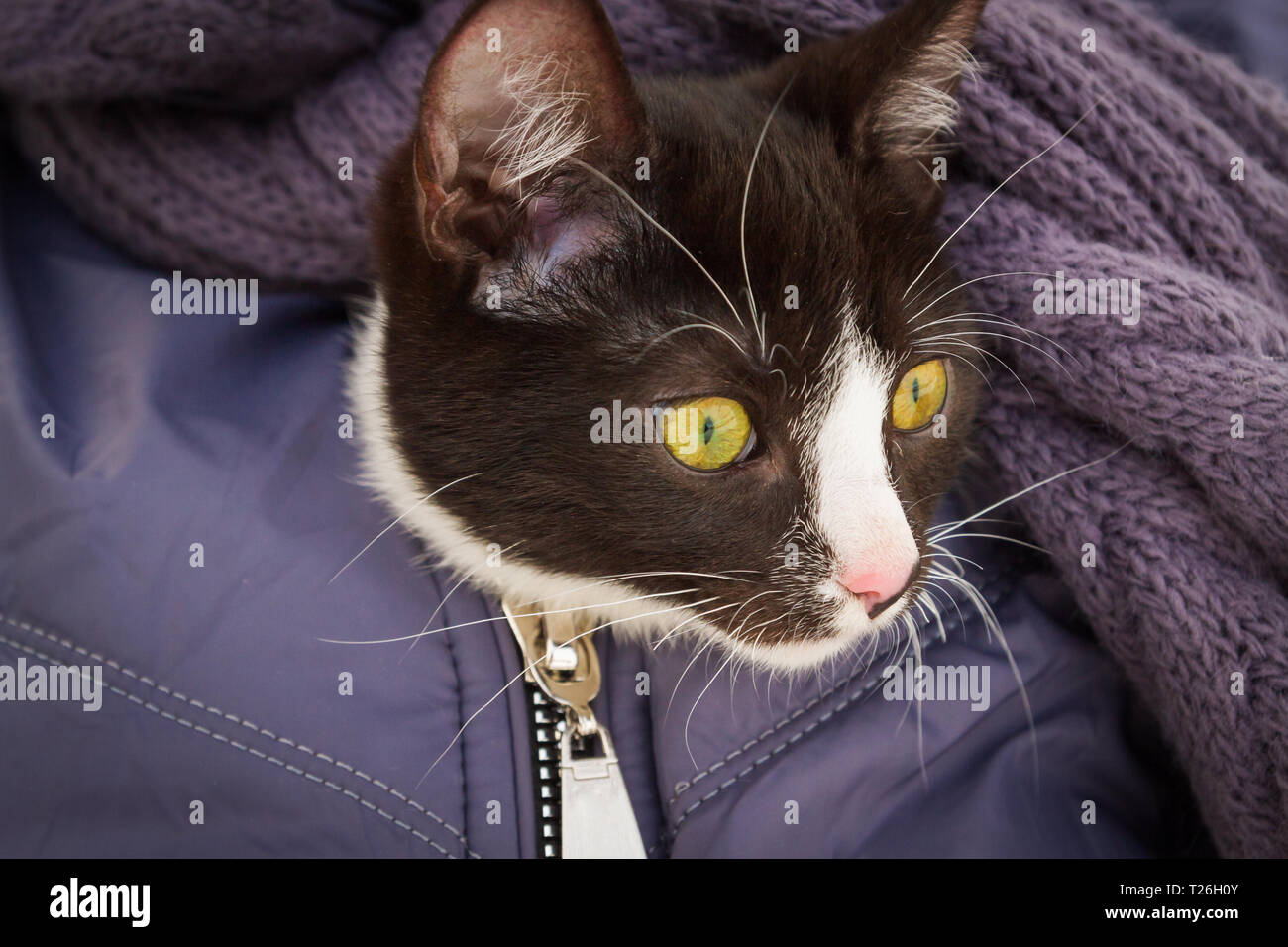 Jeune chat noir et blanc assis sur ses mains sous sa veste Banque D'Images