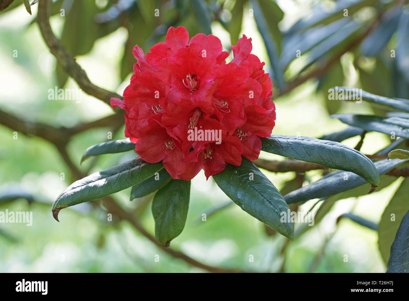 Rhododendron arboreum ssp. zeylanicum Banque D'Images