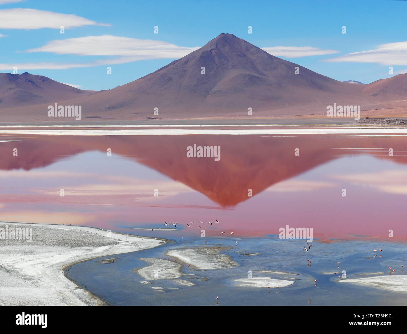 La Laguna Colorada, couleur lagon, prend c'est couleur à partir d'algues et c'est peuplé de milliers de flamants roses. De la Bolivie altiplano andin, l'Americ Banque D'Images