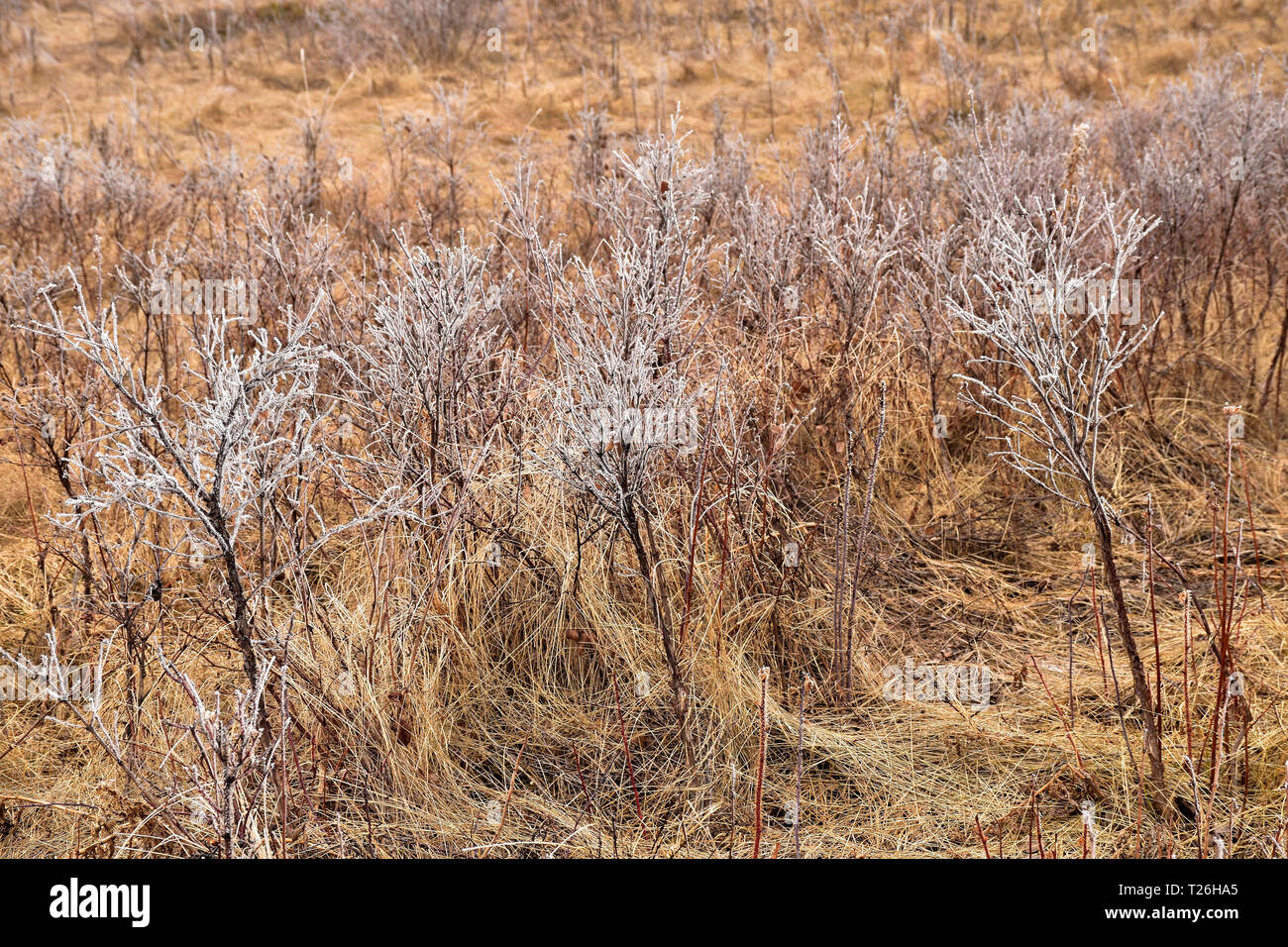 Givre sur les herbes et les buissons au petit matin Banque D'Images