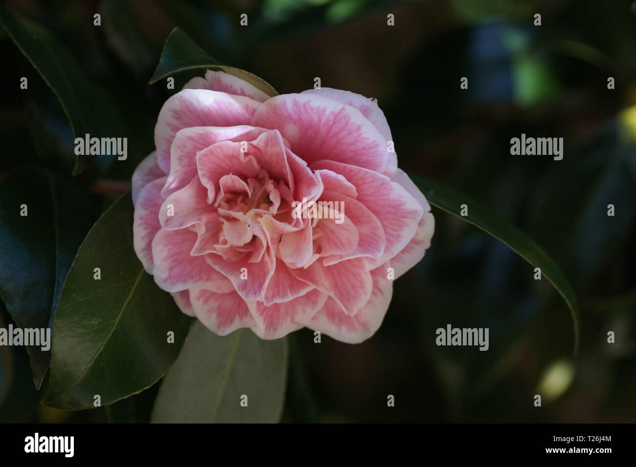 Camellia japonica 'The Mikado' Banque D'Images