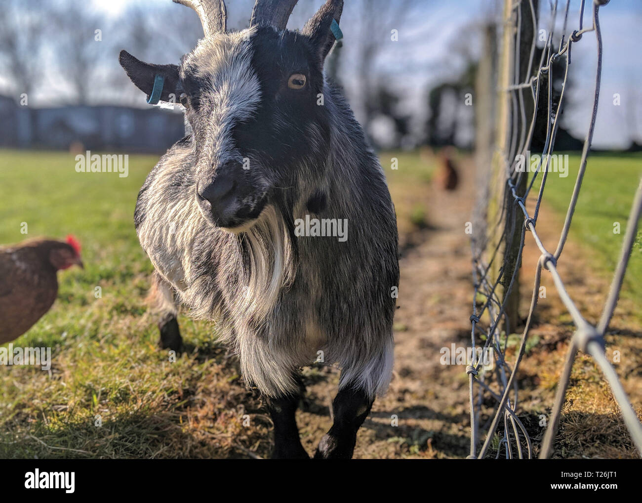 Une chèvre frotte contre anglais barbelés sur une ferme tout en anglais un poulet se déplace en arrière-plan. La photo a été prise au printemps avec un ciel bleu. Banque D'Images