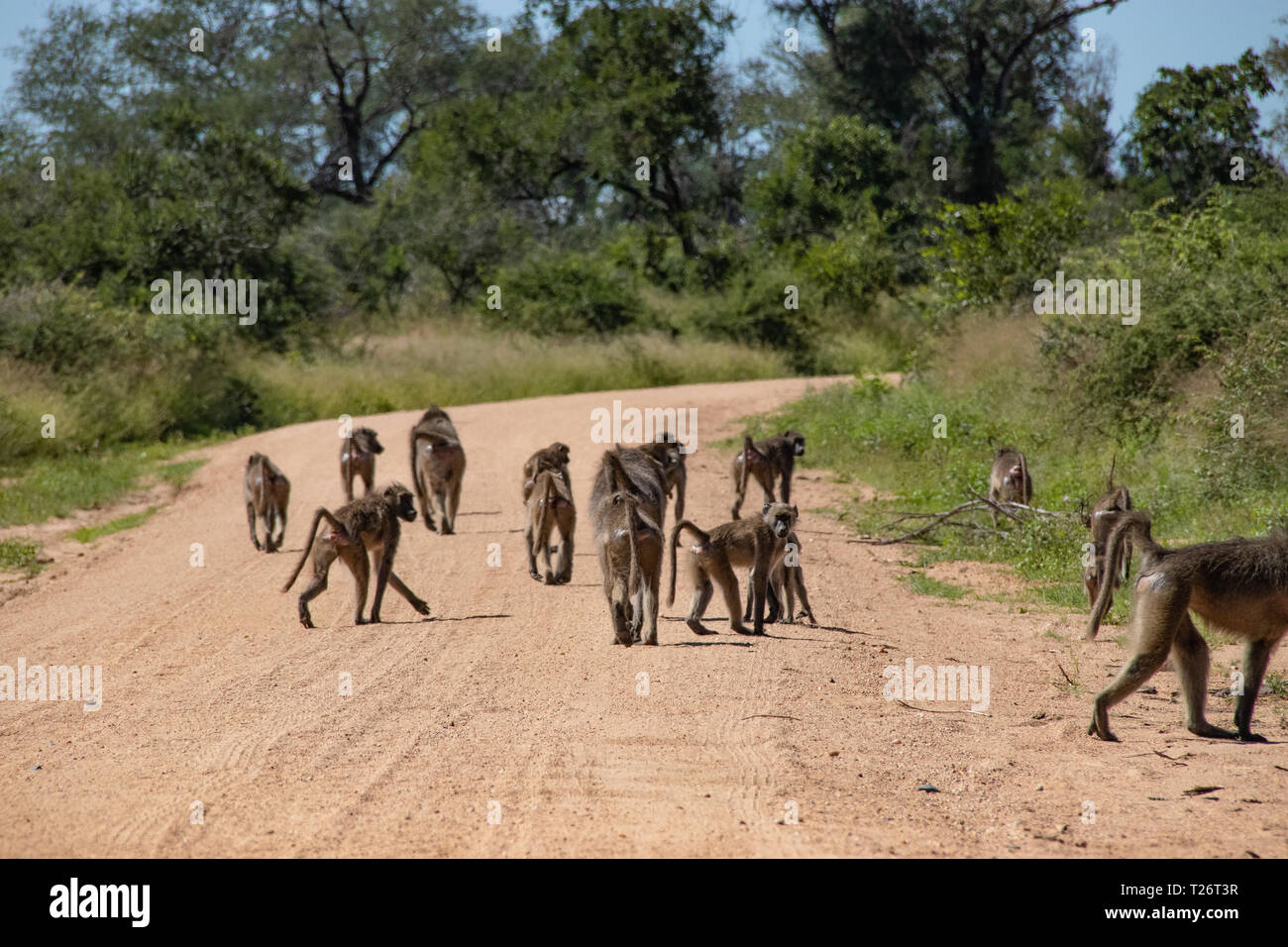 Babouin (Papio anubis) famille dans la savane africaine. La faune safari Afrique Banque D'Images