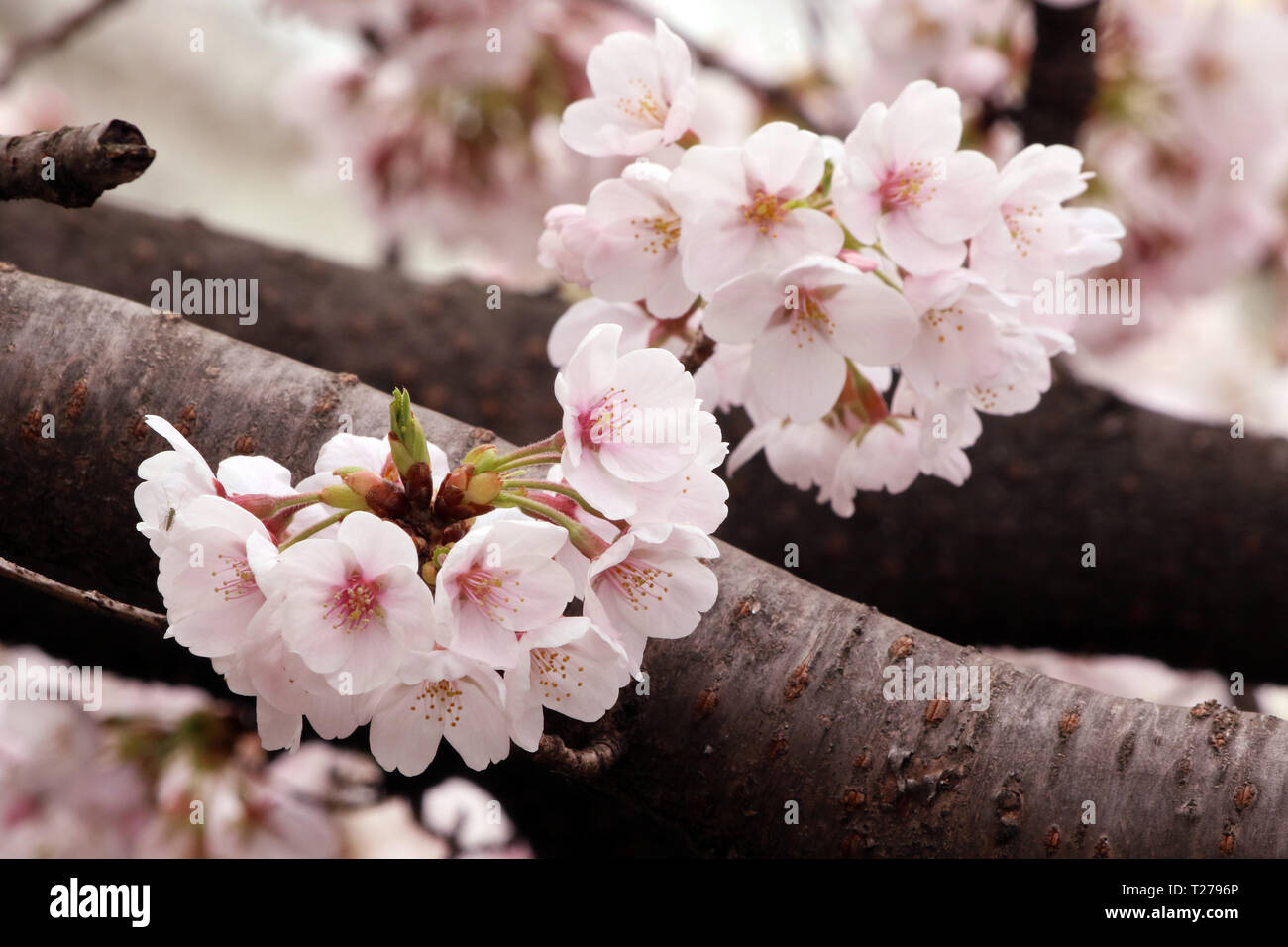 Tokyo, Japon. 30Th Mar, 2019. Les fleurs de cerisier fleuri entièrement sont affichés en parc d'Inokashira à Tokyo le Samedi, Mars 30, 2019. Credit : Yoshio Tsunoda/AFLO/Alamy Live News Banque D'Images