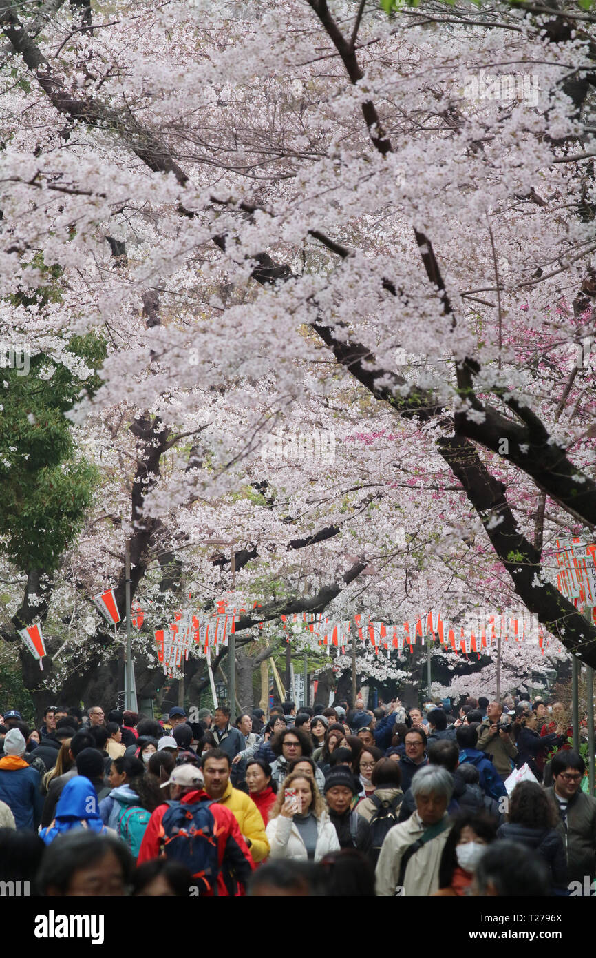 Tokyo, Japon. 30Th Mar, 2019. Les gens se promener sous les fleurs de cerisier fleuri entièrement au parc Ueno à Tokyo le Samedi, Mars 30, 2019. Credit : Yoshio Tsunoda/AFLO/Alamy Live News Banque D'Images