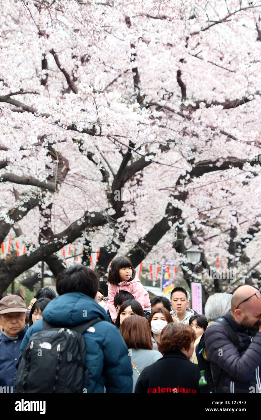 Tokyo, Japon. 30Th Mar, 2019. Les gens se promener sous les fleurs de cerisier fleuri entièrement au parc Ueno à Tokyo le Samedi, Mars 30, 2019. Credit : Yoshio Tsunoda/AFLO/Alamy Live News Banque D'Images