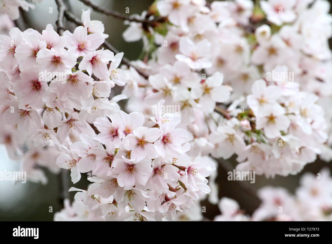 Tokyo, Japon. 30Th Mar, 2019. Les fleurs de cerisier fleuri entièrement sont affichés en parc Ueno à Tokyo le Samedi, Mars 30, 2019. Credit : Yoshio Tsunoda/AFLO/Alamy Live News Banque D'Images