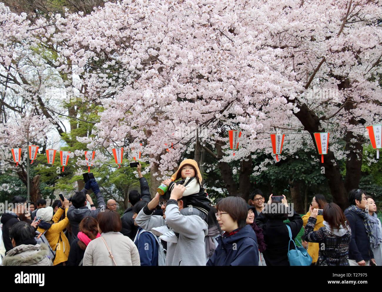 Tokyo, Japon. 30Th Mar, 2019. Les gens se promener sous les fleurs de cerisier fleuri entièrement au parc Ueno à Tokyo le Samedi, Mars 30, 2019. Credit : Yoshio Tsunoda/AFLO/Alamy Live News Banque D'Images