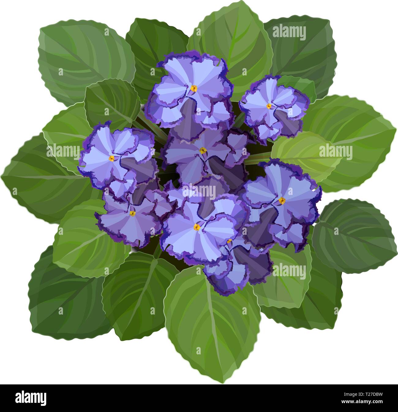 Violette africaine en pot, Saintpaulia, sur fond blanc. Vue supérieure vector Illustration de Vecteur