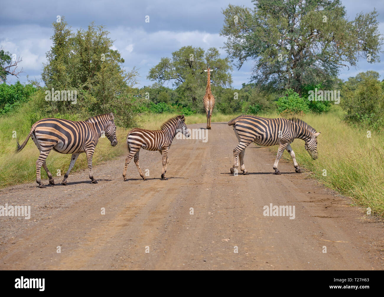 Sur la famille des zèbres de Burchell, deux adultes sur la route de terre de passage, alors qu'une girafe s'en va dans le fond Banque D'Images