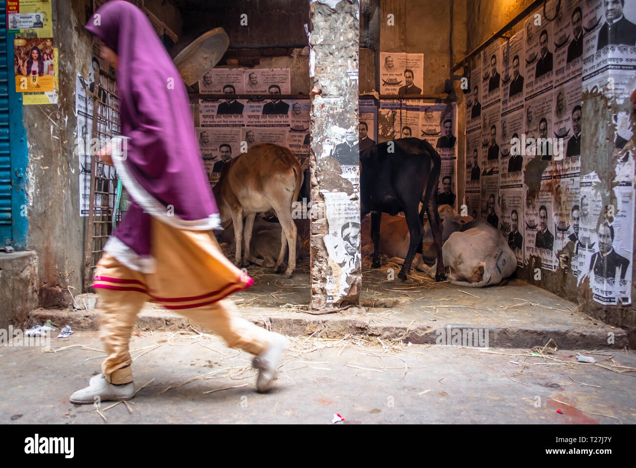 Jeune fille musulmane marche rapide à Genève Camp, enclave pakistanais échoués à Dhaka, au Bangladesh. Les bovins et des affiches électorales dans l'arrière-plan. Banque D'Images