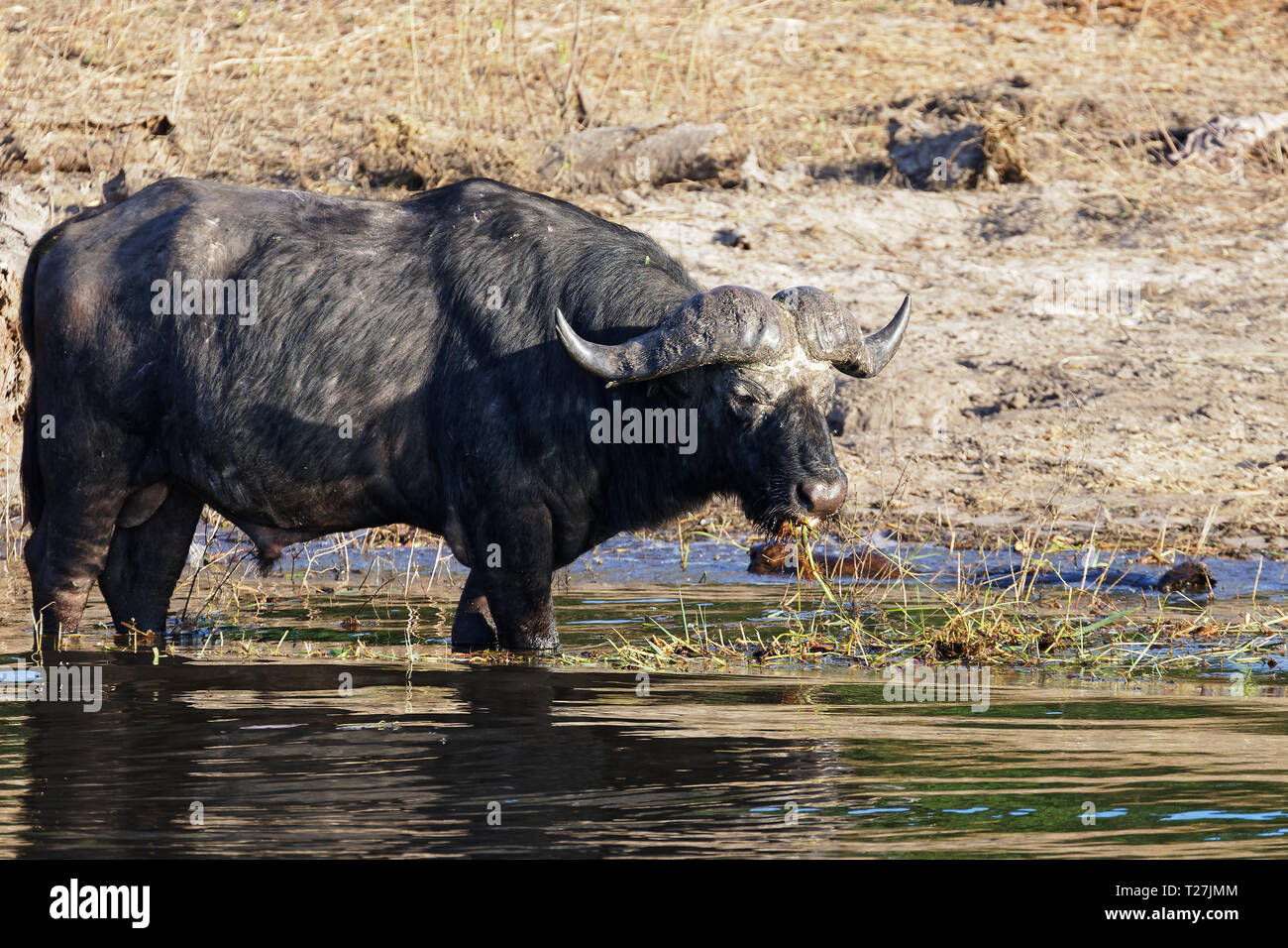 Buffle de manger au bord de la rivière dans le Parc National de Chobe, au Botswana. Banque D'Images