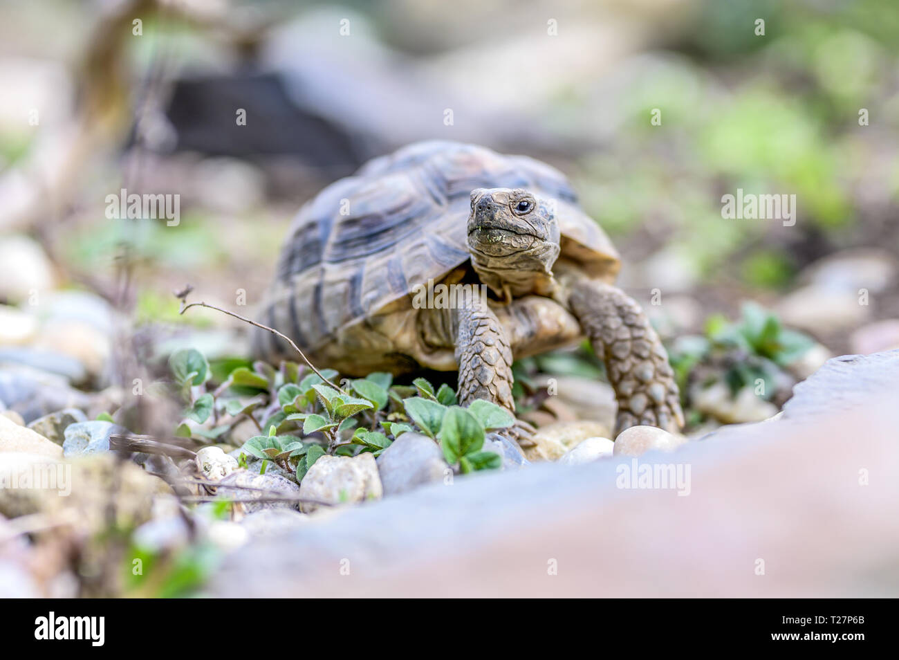 Tortue Testudo marginata'landturtle libre de la faune Banque D'Images Tortue Testudo marginata'landturtle libre de la faune Banque D'Images