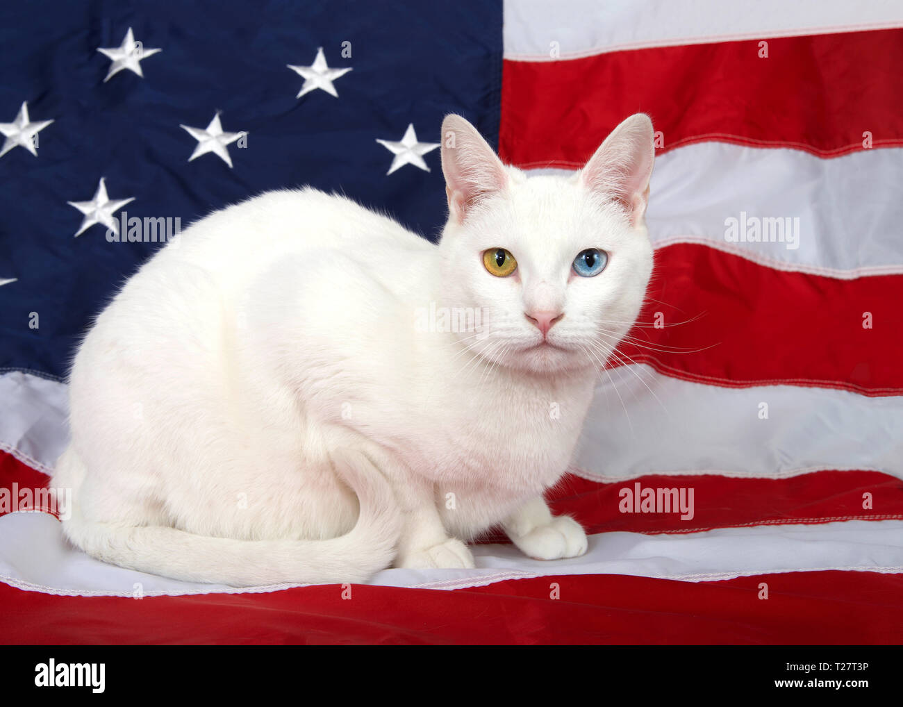Portrait d'un chat blanc aux yeux impairs (heterochromia) accroupi sur un drapeau américain, à la recherche directement à viewer, queue recroquevillée mignon en face d'elle. P Banque D'Images