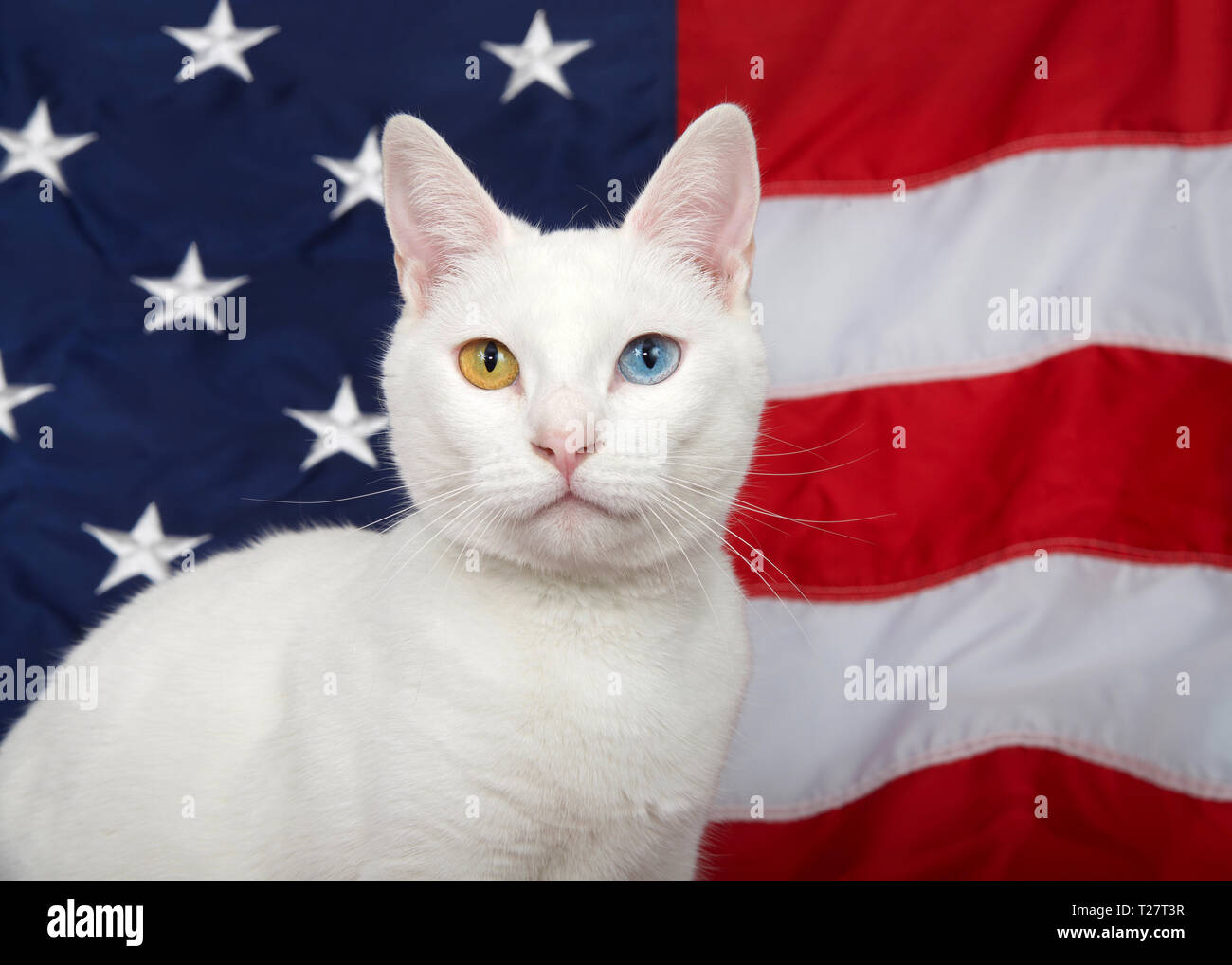 Portrait d'un chat blanc aux yeux impairs (heterochromia) à directement à l'afficheur. Drapeau américain en arrière-plan. Thème animal patriotique. Banque D'Images