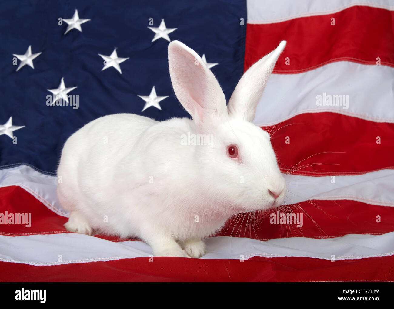 Portrait d'un lapin albinos blanc avec les yeux roses à droite aux téléspectateurs, allongé sur un drapeau américain. Thème animal patriotique. Banque D'Images