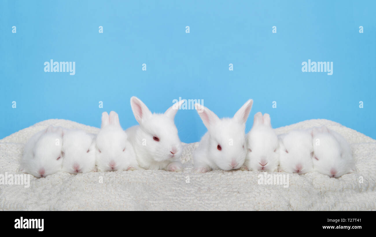 Huit lapins albinos adorable bébé portant sur un lit en peau de mouton avec fond bleu. Les bébés du printemps. Format paysage bannière Banque D'Images