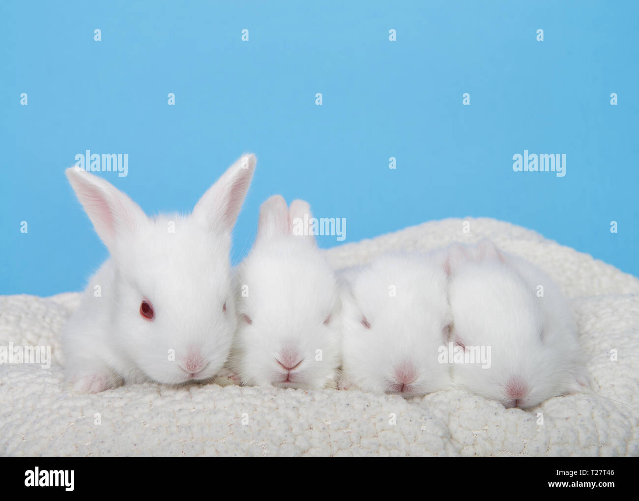 Quatre lapins albinos adorable bébé sur un lit en peau de mouton avec fond bleu. Les bébés du printemps. Banque D'Images