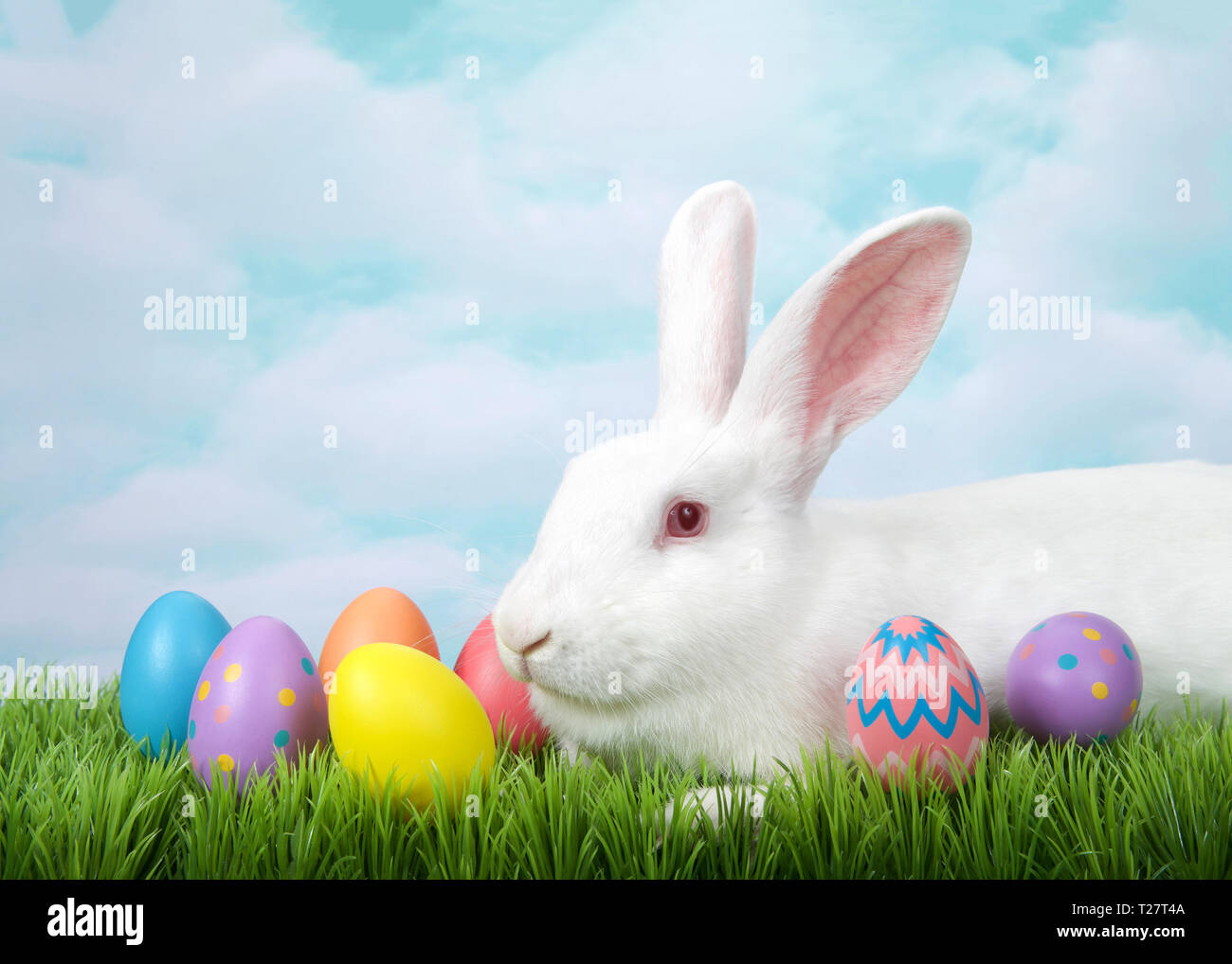 Portrait de profil Vue d'un lapin albinos blanc laying in grass avec oeufs de Pâques décorés. Peinture bleu fond de ciel. Banque D'Images