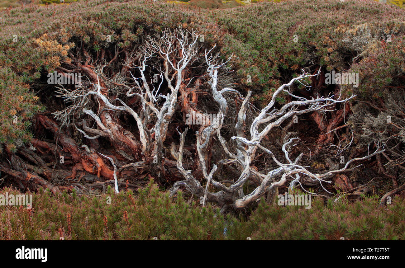 Richea scoparia, une alpine heath montrant l'intérieur de la branches comme couverture endémique à la Tasmanie, en Australie. Banque D'Images