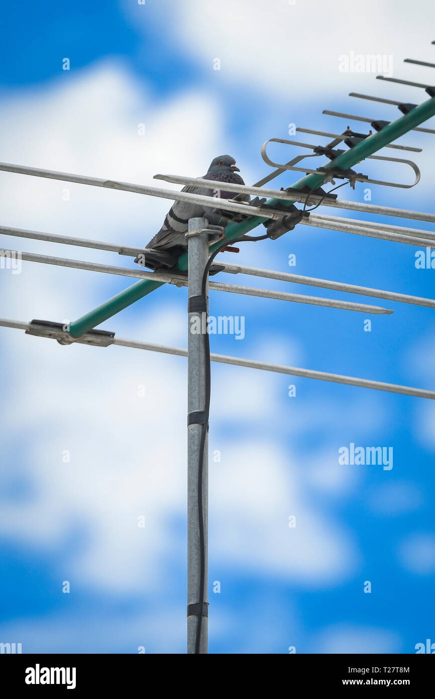 Pigeon gris reposant sur l'antenne de télévision avec un ciel nuageux, ciel bleu en arrière-plan. Banque D'Images Pigeon gris reposant sur l'antenne de télévision avec un ciel nuageux, ciel bleu en arrière-plan. Banque D'Images