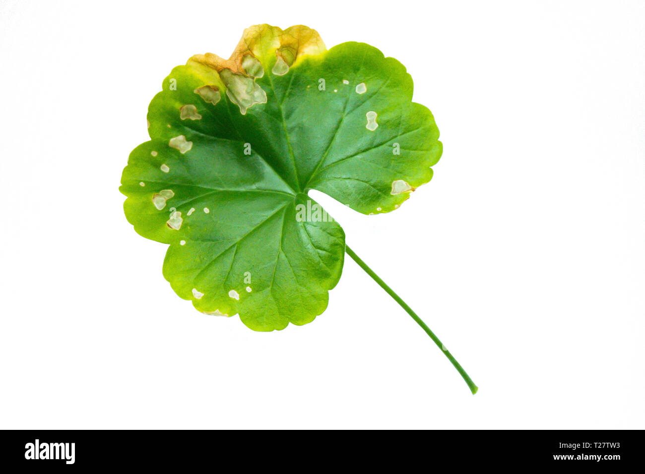 Seule feuille verte d'Pellargonium, géranium isolé sur fond blanc. Mauvais vieux draps Banque D'Images