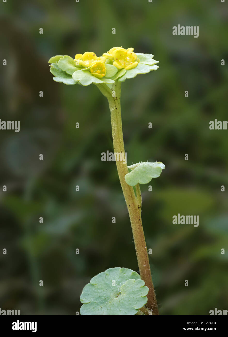 Chrysosplenium alternifolium (Remplaçant Leaf Golden Saxifrage) Banque D'Images