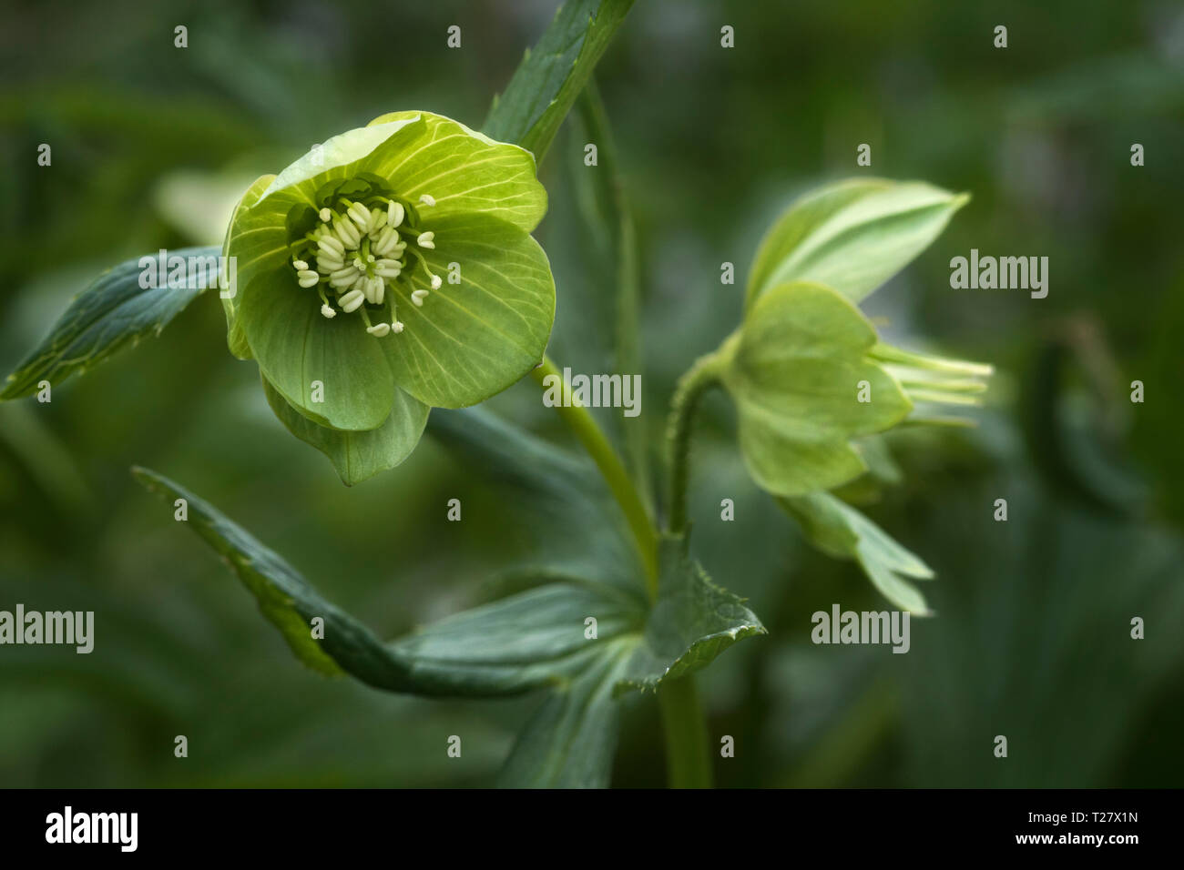 Helleborus viridis (Green Hellebore) Banque D'Images