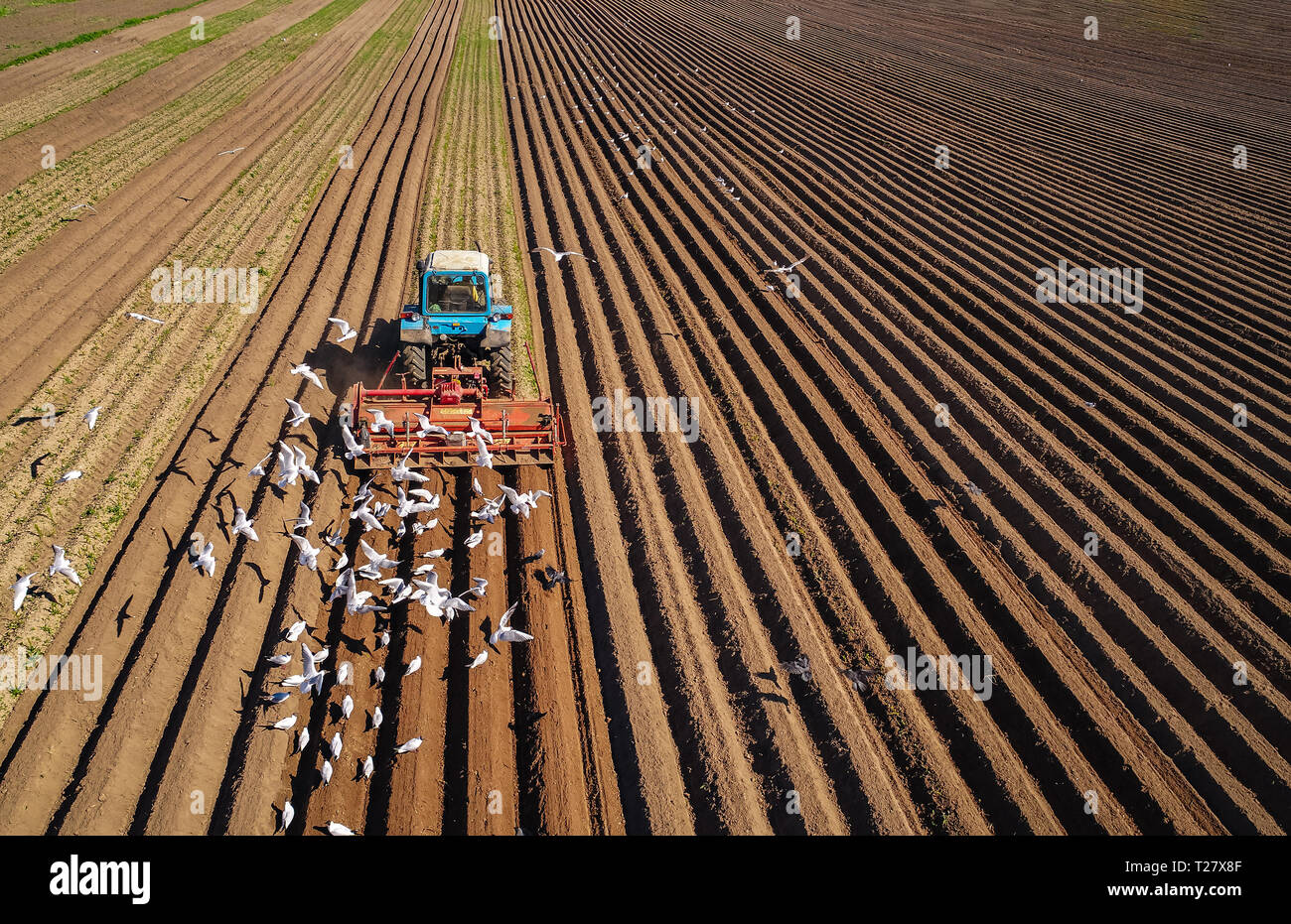 Les travaux agricoles sur un tracteur agriculteur sème le grain. Les oiseaux affamés sont battant derrière le tracteur, et manger le grain de la terre arable. Banque D'Images
