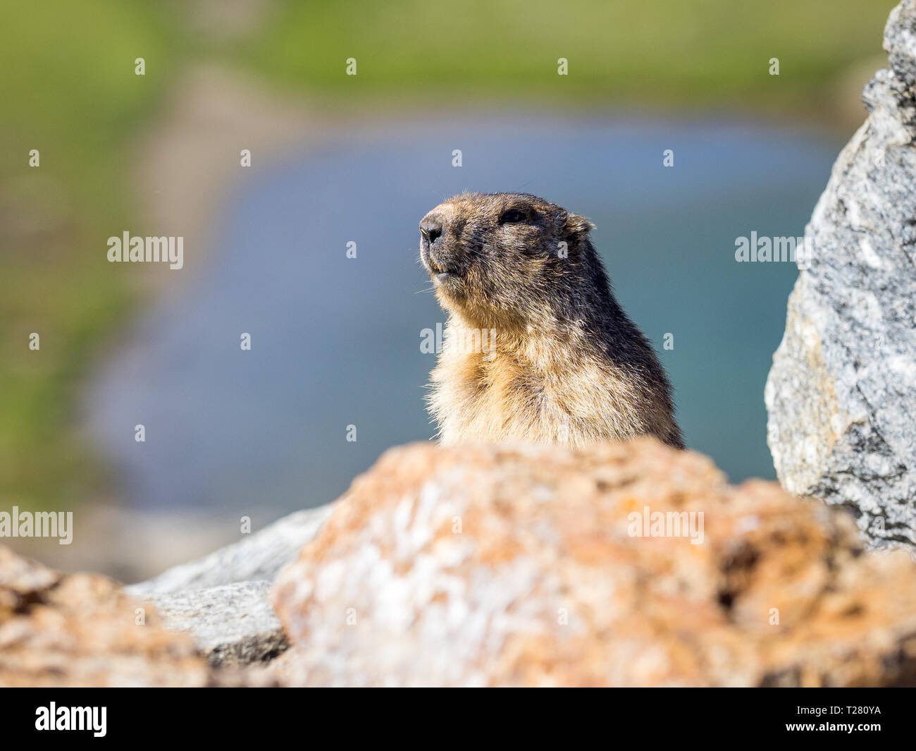 Exemple d'adultes des Alpes marmotte (Marmota marmota) sortant de son trou Banque D'Images