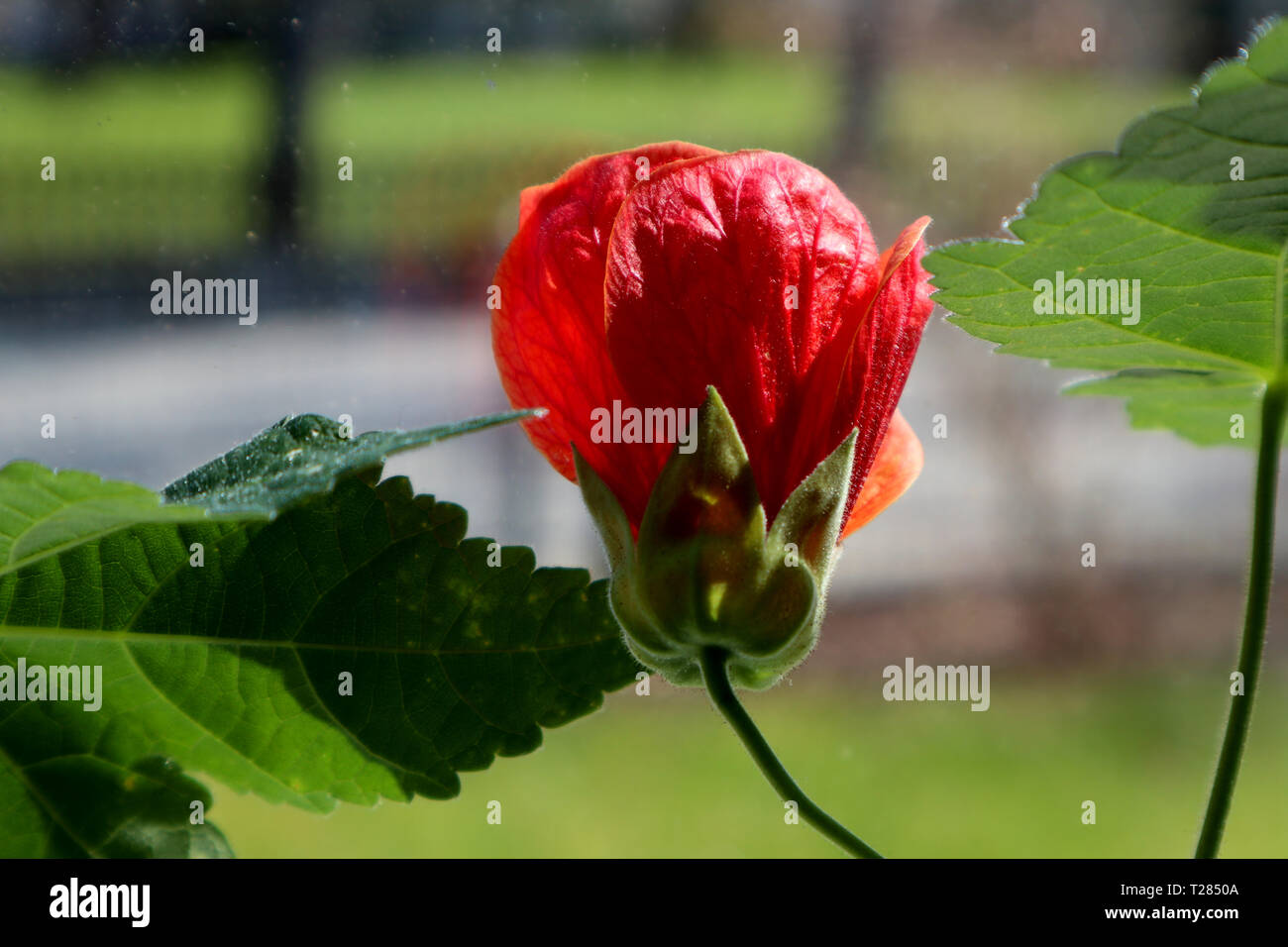 Abutilon insigne avec orange blossom Banque D'Images