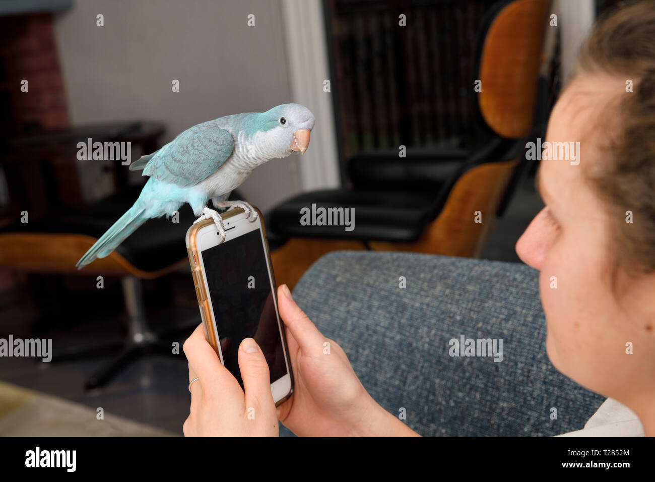 Oiseau perroquet Quaker perché sur smartphone par young woman at home Banque D'Images