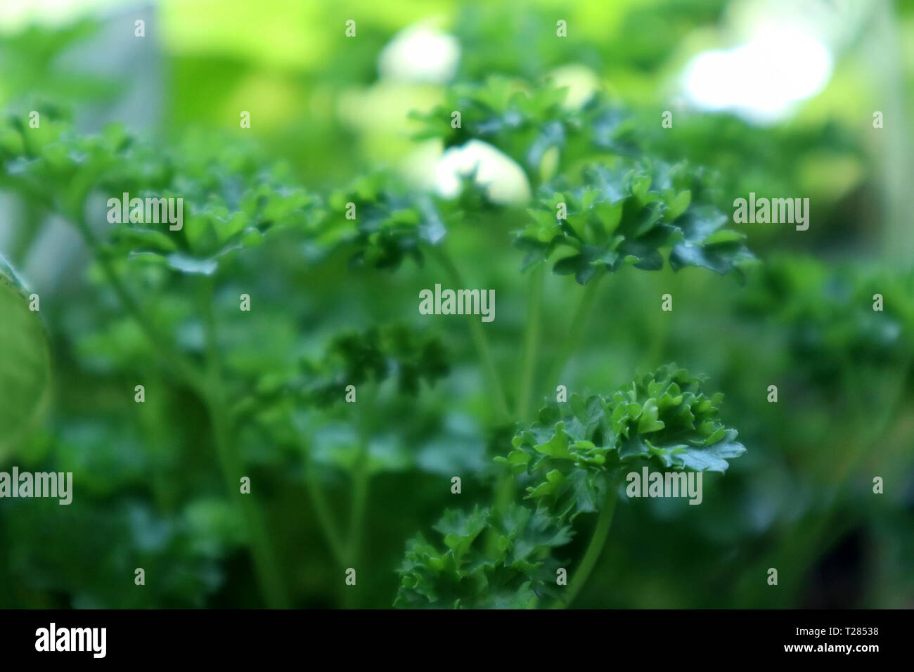 Close-up d'un vert luxuriant persil Banque D'Images