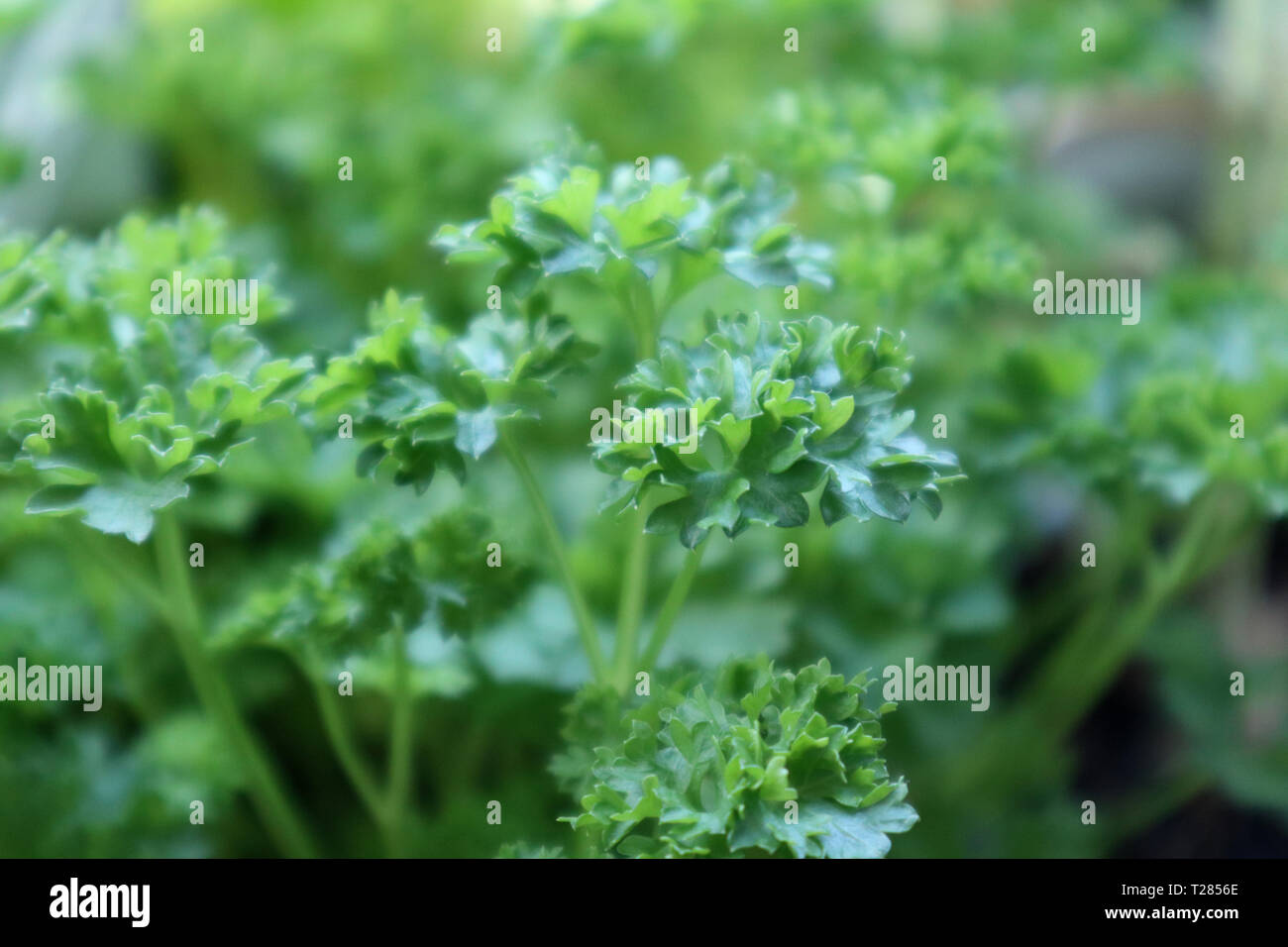 Close-up d'un vert luxuriant persil Banque D'Images