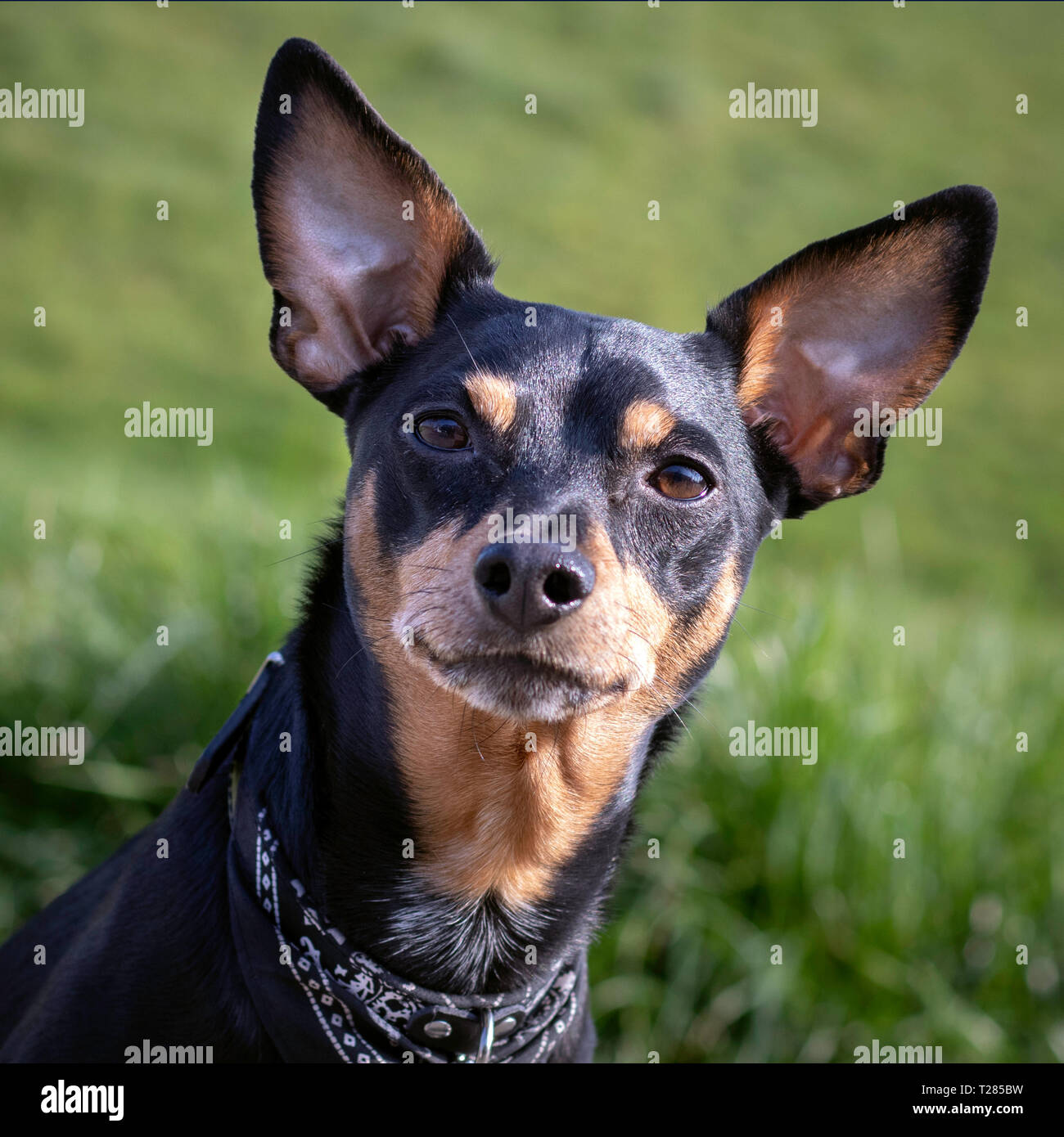 Pinscher allemand nain regarder fidèlement. Portrait de l'herbe verte sur fond naturel. - Image Banque D'Images