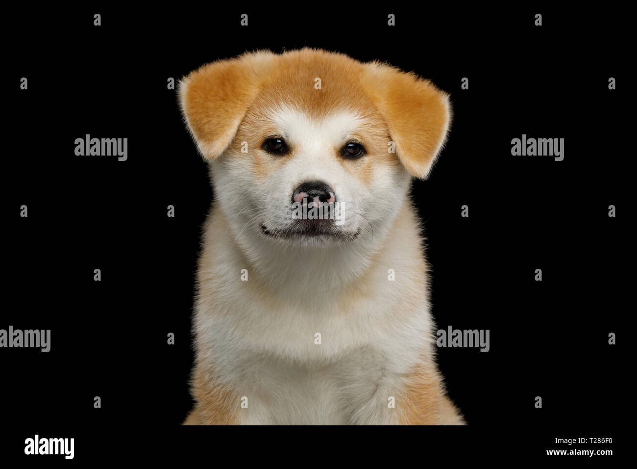 Portrait Of Cute Akita Inu Chiot Avec Nez Tachete Isolees Sur Fond Noir Front View Photo Stock Alamy