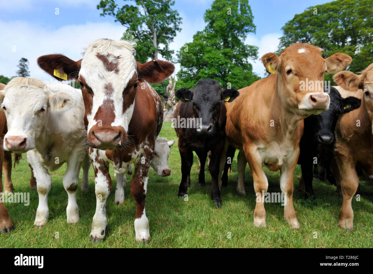 Les vaches permanent Banque D'Images