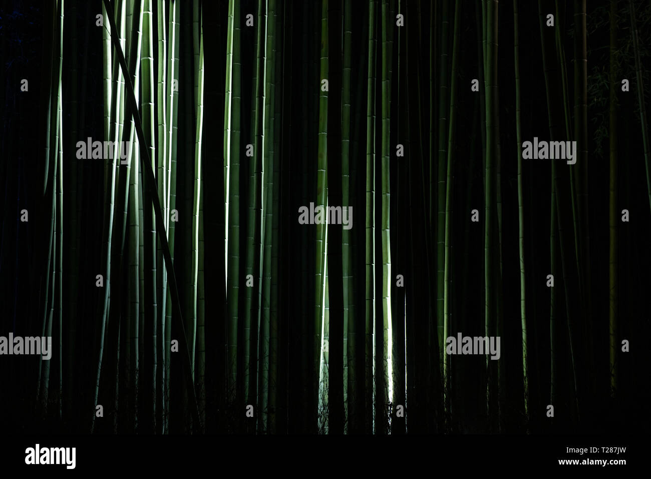 Forêt de bambous d'Arashiyama illuminé la nuit, lumière sur les arbres dans l'obscurité. Banque D'Images