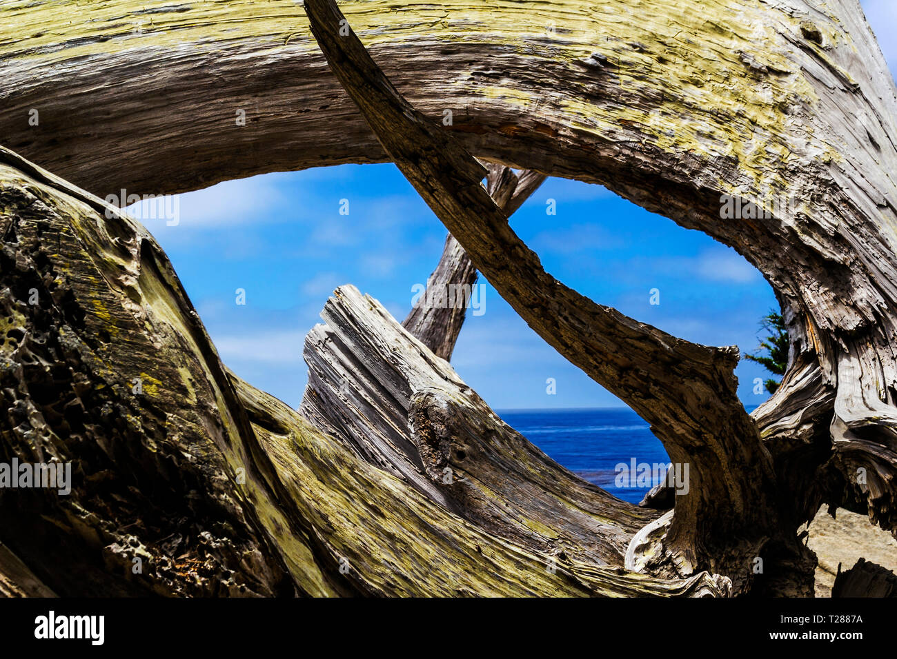 Arbre sec Banque D'Images