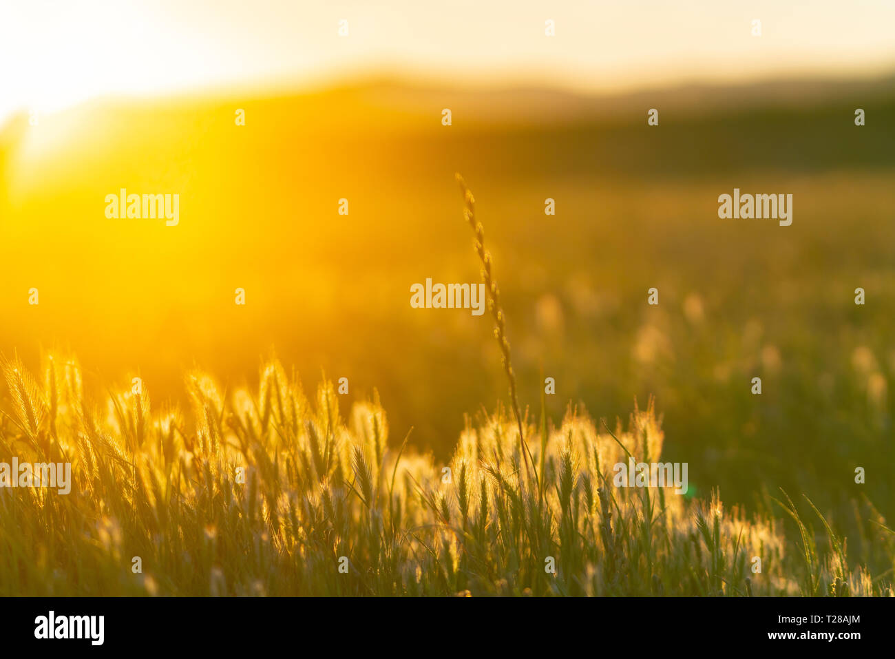 Soleil Levant Banque D Image Et Photos Alamy