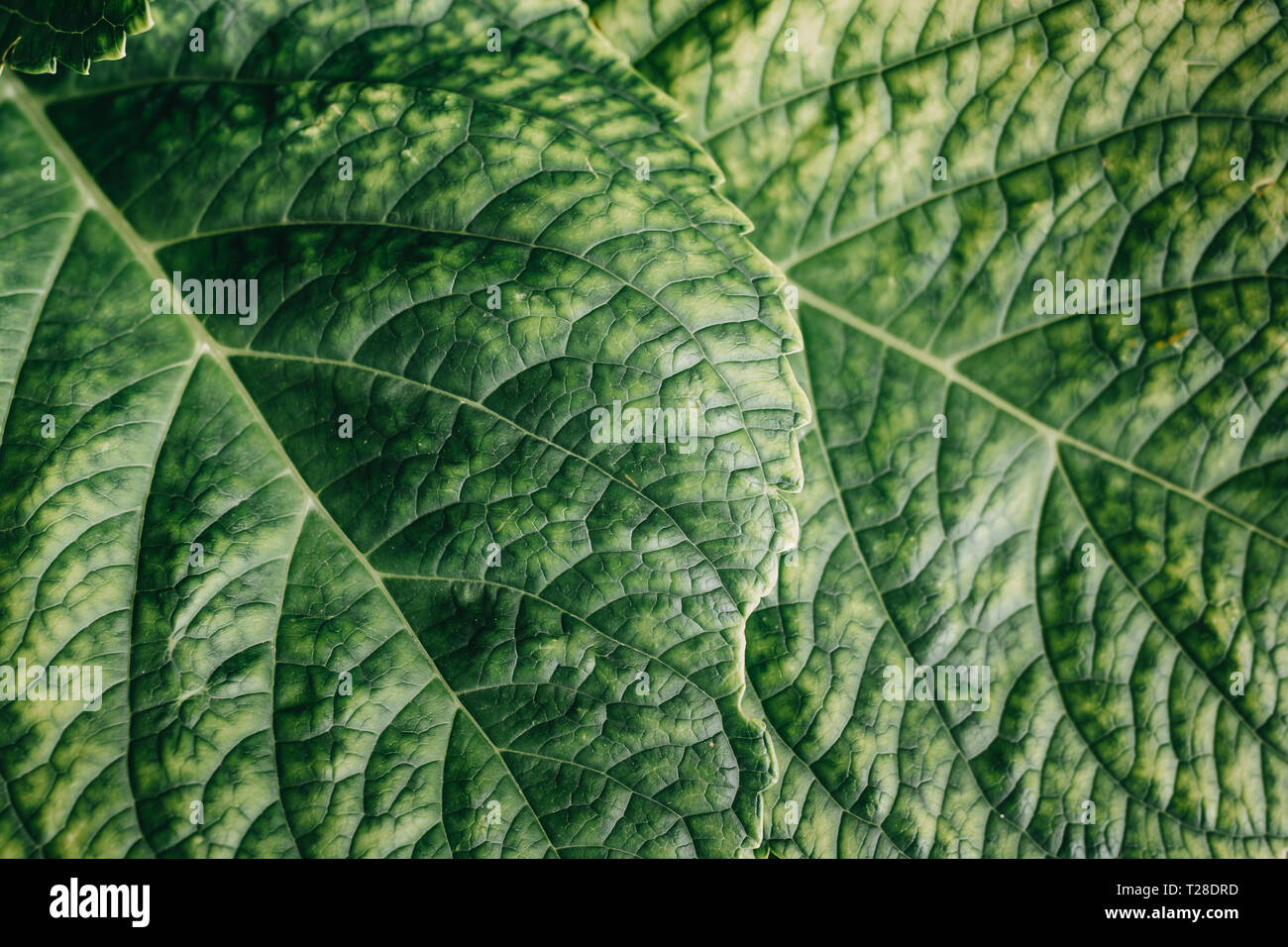 Arrière-plan de plantes vertes, nature beauté,plante verte feuilles peu abstract background. Banque D'Images