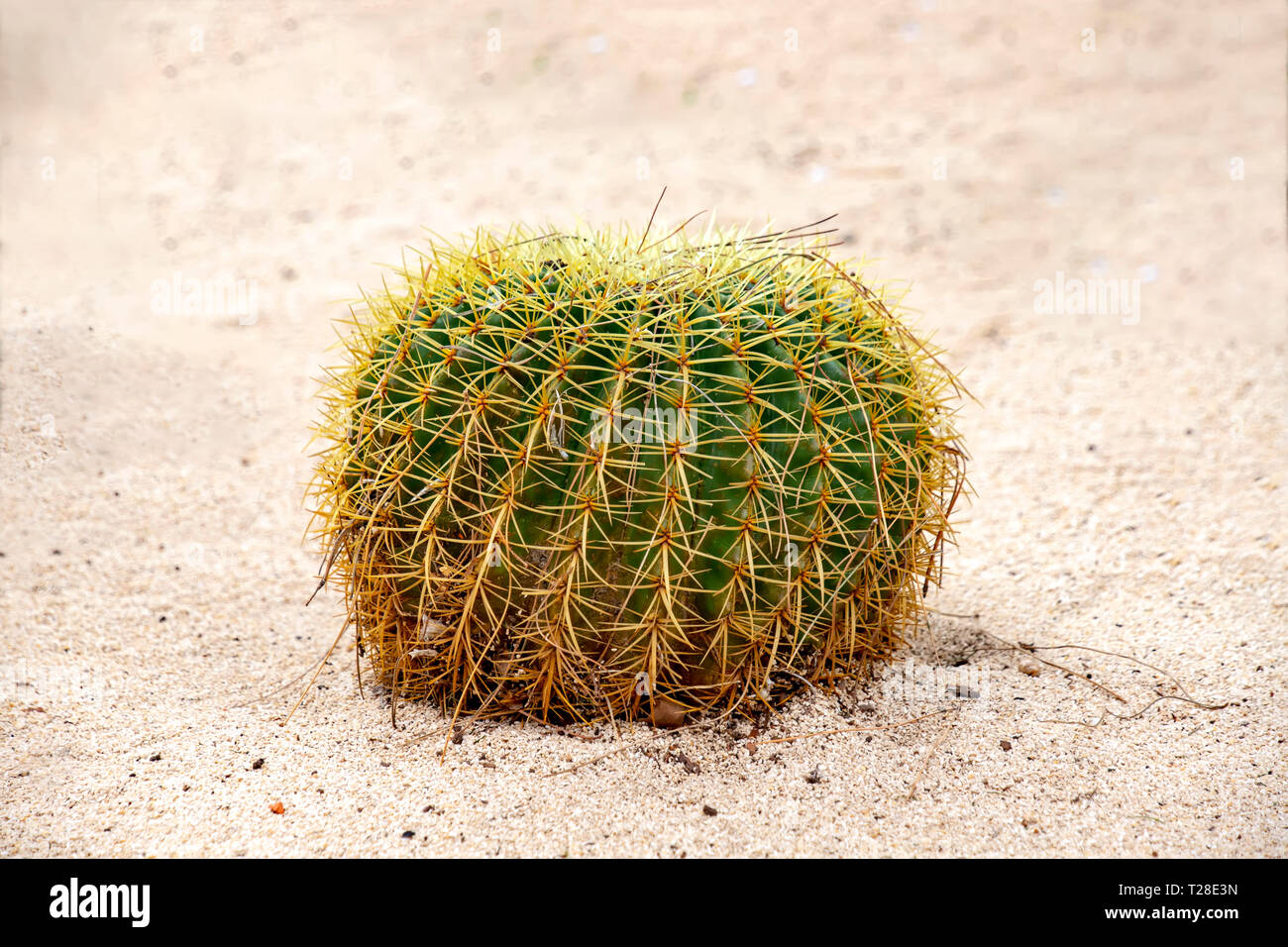 Golden barrel cactus poussant dans le sable blanc close-up Banque D'Images