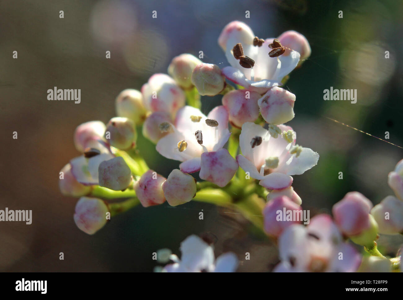 Macro image du beau blanc de printemps fleurs de Viburnum tinus 'Eve Price', éclairé par le soleil du matin, dans un parc naturel en plein air. Banque D'Images